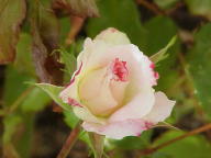 Rose Abigaile Foto Wikipedia