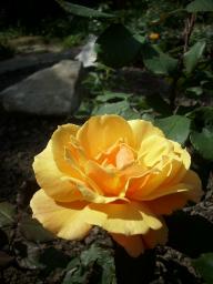 Rose About Face Pride of Cheshire Foto Myroses
