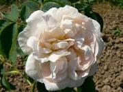 Rose Alba Isernhagen  Foto Groenloof