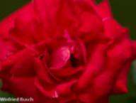 Rose Alexander von Humboldt Foto Rusch