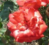 Rose Alte Liebe Foto Mail-Brandt