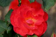Rose Amanda Foto Rösch