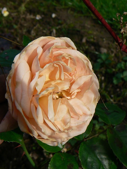 Rose Amber Abundance Foto Groenloof