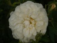 Rose Amelia Foto Rusch