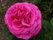 Rose Ami Charmet Foto Groenloof