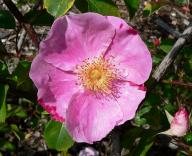 Rose Anemone Foto Wikipedia