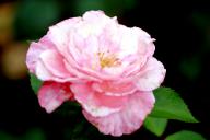 Rose Arosia Foto Rösch