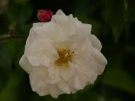 Rosa arvensis plena Foto Rusch