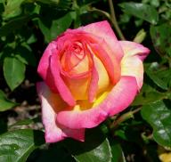 Rose Asagumo Foto Wikipedia