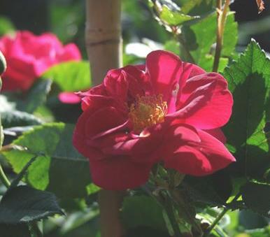 Rose Aschersonia Foto Myroses