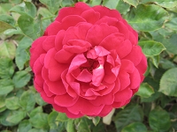 Rose Ascot Foto Brandt