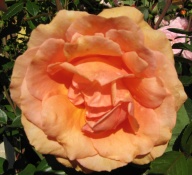 Rose Ashram Foto Brandt
