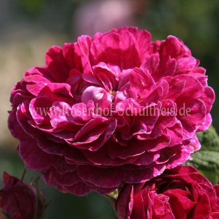 Rose Assemblage des Beauties Foto Schultheis