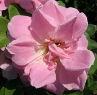 Rose Astra Foto Brandt