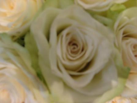 Rose Athena Foto Brandt