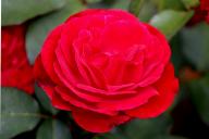 Rose Atlantic Foto Rösch