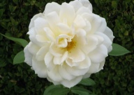 Rose Atlantic Star Foto Brandt