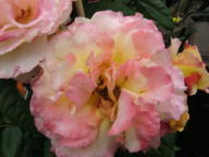 Rose Augusta Luise