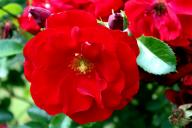 Rose Austriana Foto Rösch