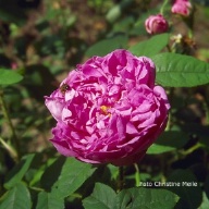 Moosrose Marie de Blois Foto Christine Meile