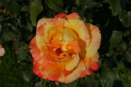 Rose Marvelle Foto Wikipedia