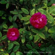 Moosrose Maupertuis Foto Christine Meile