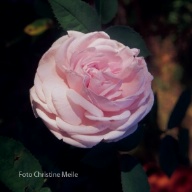 Moosrose Mme Edouard Ory Foto Christine Meile