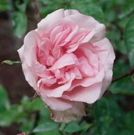 Rose Mme Emilie Charron Foto Wikipedia