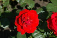 Rose Molde Foto Wikipedia