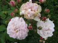 Rose Multiflore de Vaumarcus Foto Brandt