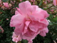 Rose Märchenland Foto Brandt