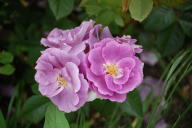 Rose Magenta Diadem Foto Wikipedia