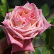 Rose Maman Cochet Foto Schultheis
