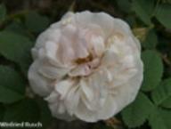 Rose Mannings Blush Foto Rusch