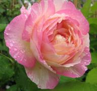 Rose Marc Chagall Foto Brandt