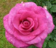 Rose Melody Parfümee / Derby Hagen Gmelin Rose,  Violette Parfum Foto Brandt