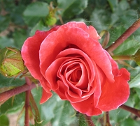 Rose Melusina Foto Brandt