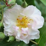 Rose Merle Blanc Foto Schultheis