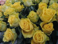 Rose Miami Foto Hilscher