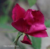 Rose Miss Lowe`s Variety Foto Meile