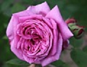 Rose Mme Charles Baltet Foto Groenloof