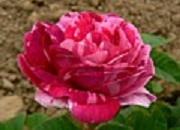 Rose Mme d`Hebray  Foto Groenloof