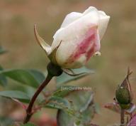 Rose Mme de Beauvoire Foto Meile