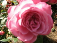 Rose Madame de Pompadour Mme de Pompadour Foto Mail-Brandt