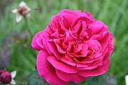 Rose Mme de Sevigne Foto Groenloof