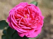 Rose Mme Dubost Foto Groenloof