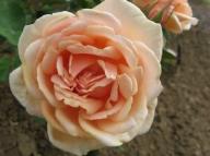 Rose Mme Jules Gravereaux Foto Brandt