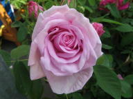 Rose Mme Knorr Foto Brandt