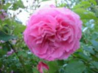 Rose Mme Lauriol de Barny Foto Brandt