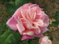 Rose Mme Lombard Foto Brandt